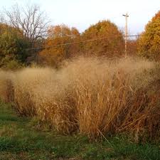 Image result for Panicum nervatum
