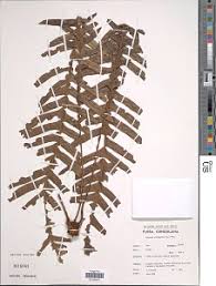 Image result for Blechnum attenuatum