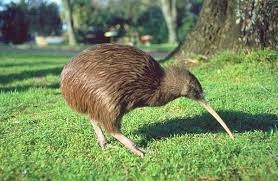 Kiwi Are Flightless Birds Endemic To New Zealand The Size Of A Domestic Chicken Kiwi Are By Far The Smallest Living Ratit Kiwi Bird Pet Birds Flightless Bird