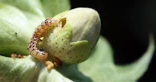 How to handle bollworm resistance in two gene Bt cotton