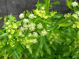 Image result for Apium graveolens