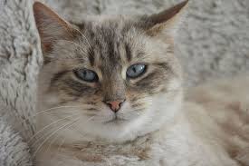 We did not find results for: Hd Wallpaper Close Up Photo Of Silver Tabby Cat Cat Head Blue Eyes Feline Pet Wallpaper Flare