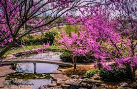 Photo Credit Wanda Chiles Yuko En Friendship Garden On The Elkhorn Georgetown Ky Www Yukoen Com Japanese Garden Outdoor Photographer Names