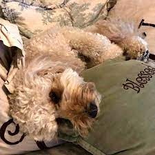 Male Vs Female Labradoodles