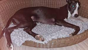 Linux war von einer lokalen tierfreundin in. Initiative Windhundhilfe E V Zuhause Gesucht