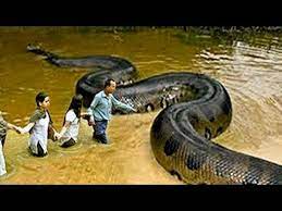 Top 10 Biggest Animals In The World Rare Norm Scary Animals Big Animals Giant Anaconda