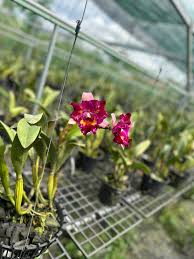 Image result for Rhipidoglossum globulosocalcaratum