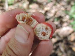 Image result for Feretia aeruginescens