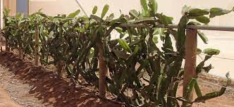 Check spelling or type a new query. Growing Dragon Fruit In Carnarvon Agriculture And Food