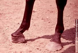 For other uses, see club foot (disambiguation). The Importance Of Physical Maturity In The Horse Horsetalk Co Nz