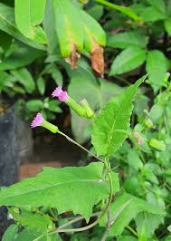 Image result for Emilia sonchifolia