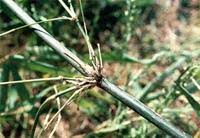 Image result for Oxytenanthera abyssinica