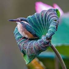 Akilli Insan Aklina Olumsuz Ya Da Yanlis Bir Dusunce Geldiginde Bunun Seytandan Gelen Bir Vesvese Oldugunu Bilerek Allah Beautiful Birds Pet Birds Pretty Birds