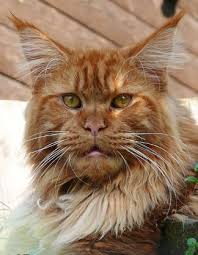 Affectionately called gentle giants, this amazing cat breed will make you fall in love with them! Pin On Maine Coon