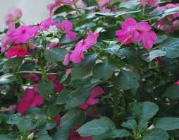 Image result for Impatiens burtonii