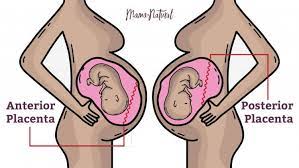 Anterior Placenta What It Means For You And Your Baby