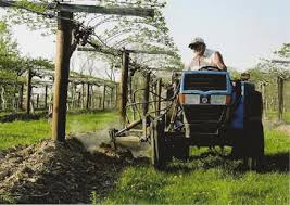 Wanting to plant my arched trellis with hardy kiwi here next spring and need some help. Kiwi Berries Web Kiwi Berries Hardy Kiwi Kiwi