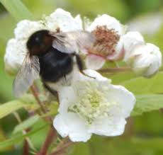 Use bee zappers to lure bumble bees towards them. How To Catch A Bee Or Bee Swarm