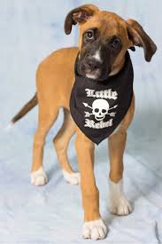 We partner with shelters across north america to help homeless pets find loving homes. Az Friends For Life Animal Rescue Pet Rescue Shelter Gilbert Az