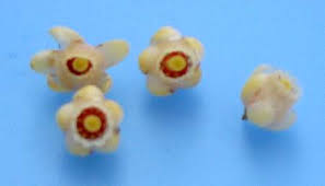 Image result for Khaya grandifoliola