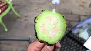 They are well adapted to the mohave high desert, 1,300 and 5,900 ft. Is The Fruit Of A Joshua Tree Edible Youtube