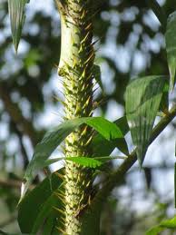 Image result for Calamus deerratus