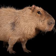 Caimans are carnivorous reptiles of the alligator family. Capybara Facts