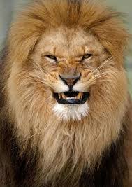 Quoi Qu Es Qu Elle A Ma Gueule Animaux Animaux Sauvages Chats Sauvages