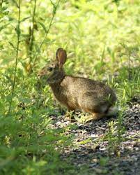 Baby Rabbits City Wildlife
