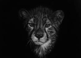 Black And White Animal Drawings Realistic Stunning Realistic Wildlife White On Black Drawings Big Cats Art Wildlife Art Wildlife Artists