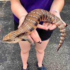 Richard Allen On Instagram Big Gorgeous Female Northern Blue Tongue Skink At Reptile Rapture Wwwreptilerapture Blue Tongue Skink Cute Reptiles Reptiles Pet