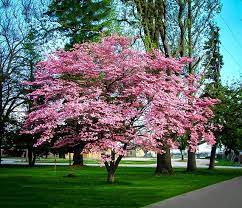 Pink flowering dogwoods thrive in partial shade but can handle full sun with appropriate mulching and watering. Pink Dogwood For Sale Online The Tree Center