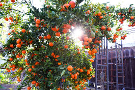 Maybe you would like to learn more about one of these? Things To Consider When Buying A Fruit Tree Freckled Californian A California Gardening Seasonal Living Blog