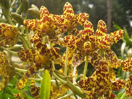 Maybe you would like to learn more about one of these? Online Orchid Fever Raises Alarm In Southeast Asia Nikkei Asia
