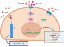 Breast Cancer Stem Cells The Role Of Sex Steroid Receptors