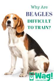 Why Are Beagles Difficult To Train Aggressive Dog Beagle Bulldog Breeds