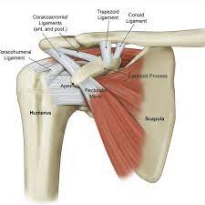 Maybe you would like to learn more about one of these? Schematic Representation Showing The Structures Attaching To The Coracoid On A Right Shoulder The Anterior Cora Medical Anatomy Anatomy And Physiology Anatomy