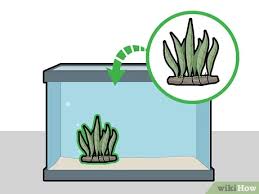Fungsinya hampir sama dengan africa fern yaitu sebagai tempat persembunyian ikan dan backgorund aquarium. How To Plant A Java Fern 12 Steps With Pictures Wikihow