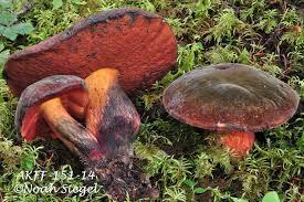 Image result for Boletus projectelloides