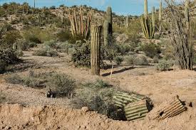 Located in southwestern arizona, organ pipe cactus national monument preserves one of the most impressive, remote, and dangerous areas each organ pipe cactus generates multiple stems from a short trunk and can reach 26 feet (8 m) in height. Trump Is Building His Border Wall On Sacred Native Land Because He Can