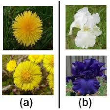 Correctly combining the colors of flowers, you can create a work of art! A Two Visually Dissimilar Flowers From The Same Species B Two Download Scientific Diagram