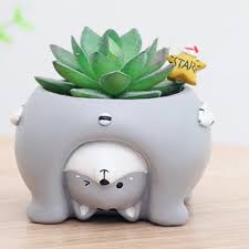 We did not find results for: Cute Cat Pig Dog Succulent Plant Container Resin Flower Pot Bonsai Ornament Buy Online At Best Prices In Pakistan Daraz Pk