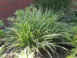 Japanische Segge Carex Morrowii Baumschule Horstmann Graser Im Garten Pflanzen Bodendecker