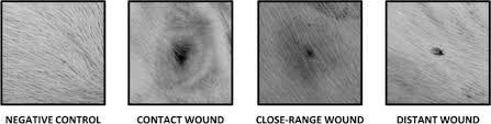 Gunshot injuries occur when someone is shot by a bullet or other sort of projectile from a firearm. Deep Learning In Forensic Gunshot Wound Interpretation A Proof Of Concept Study Springerlink