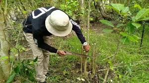 Spesies ini umumnya digunakan sebagai tanaman hias dan bonsai. Hunting Bonsai Hunting Babon Loa Ficus Racemosa Babon Loa Melimpah Di Sini By Ez Bonsai