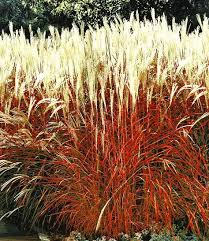 Ziergras Indian Summer Sonne Bis Halbschatten Hohe 1 50 M Nicht Dungen Farbung Ab 2 Standjahr Im Fruhling Sc Ziergras Pflanzen Kaufen Graser Im Garten