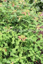 Image result for Euphorbia heterophylla