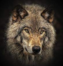 Close Up Of Timber Wolf Photo By Margaret Krzepkowski National Geographic Your Shot Wolf Photography Wolf Photos Wolf World