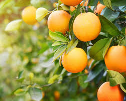 Light (yellow) + love (red) = orange we do what we do because we are convinced that. How To Grow Oranges