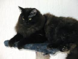 He is a six month old russian. Solid Black Ragdoll Cat Novocom Top
